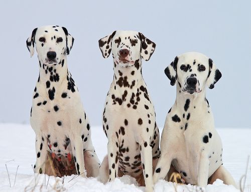dalmatian dogs portraits