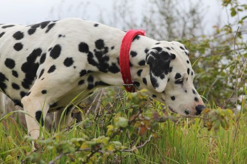 dalmatian dog canine