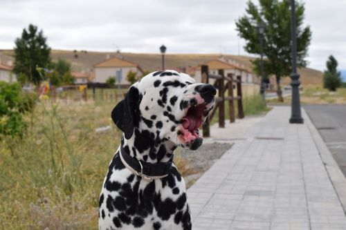 dalmatian dog yawn