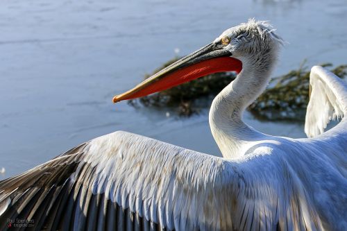 dalmatian pelican pelican waterfowl