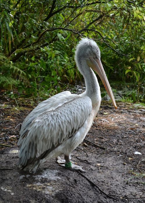 dalmatian pelican pelican bird