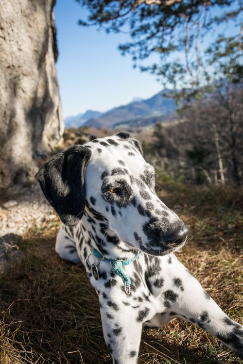 dalmatians rock mountain