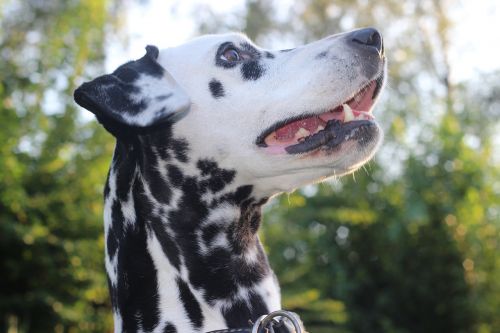 dalmatians dog animal