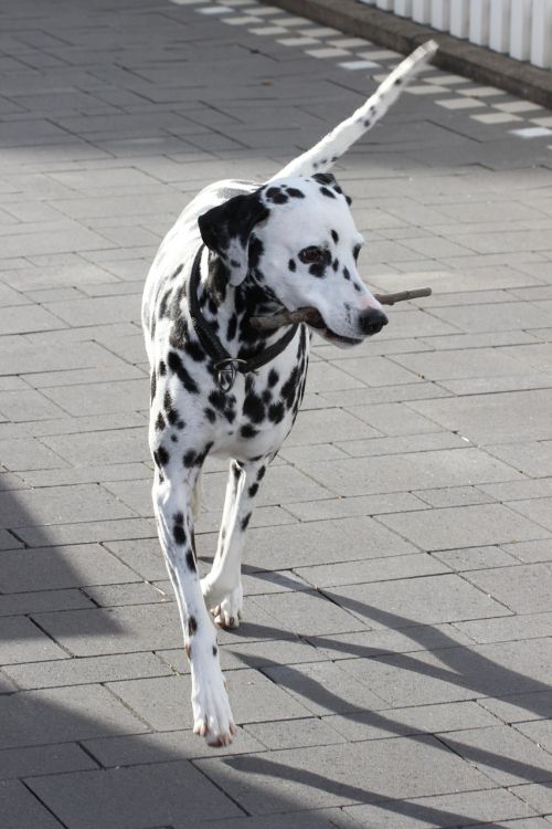 dalmatians dog animal