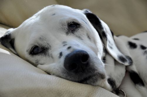 dalmatians dog stains