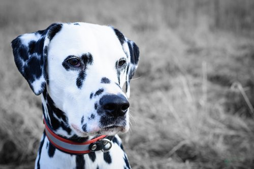 dalmatians  dog  portrait