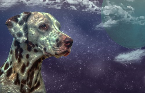 dalmatians  fantasy  dog