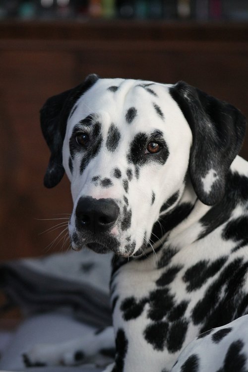 dalmatians  dog  animal