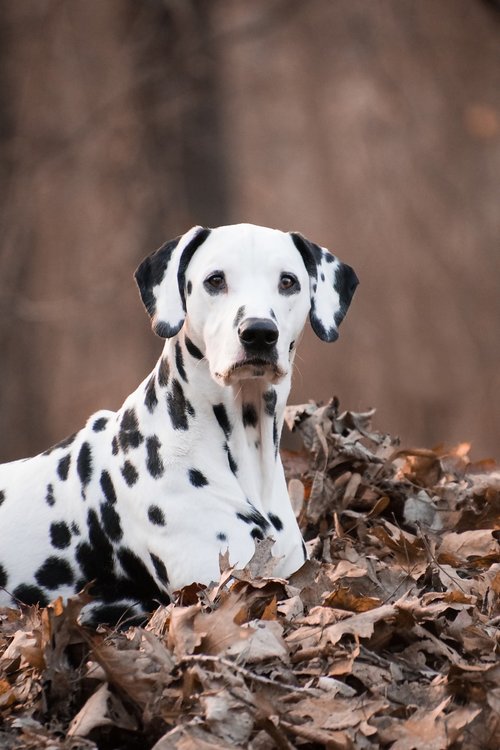 dalmatians  dog  animal