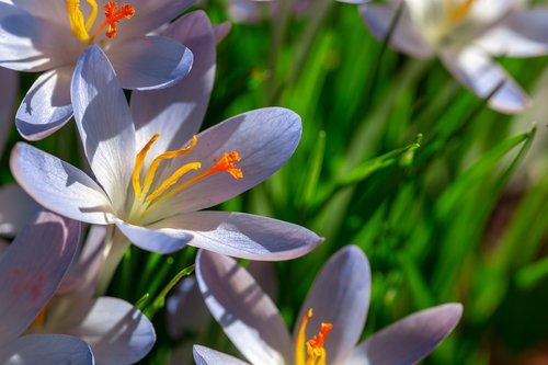 dalmatians crocus  crocus  flowers