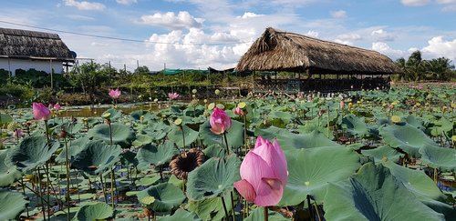 dam sen  lotus pond  resort