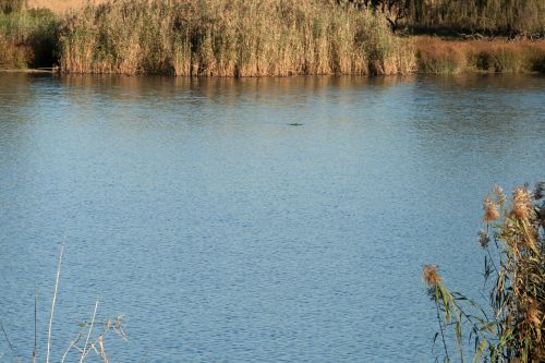 Dam With Reeds