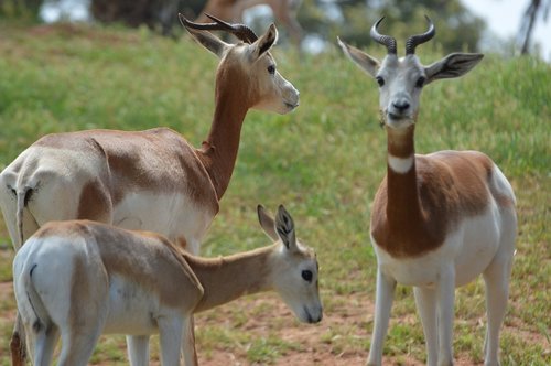 dama  gazelle  morocco