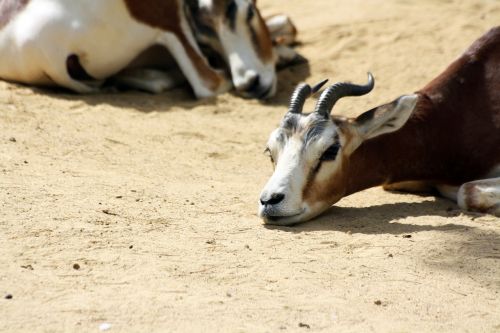 dama gazelle gazelle zoo