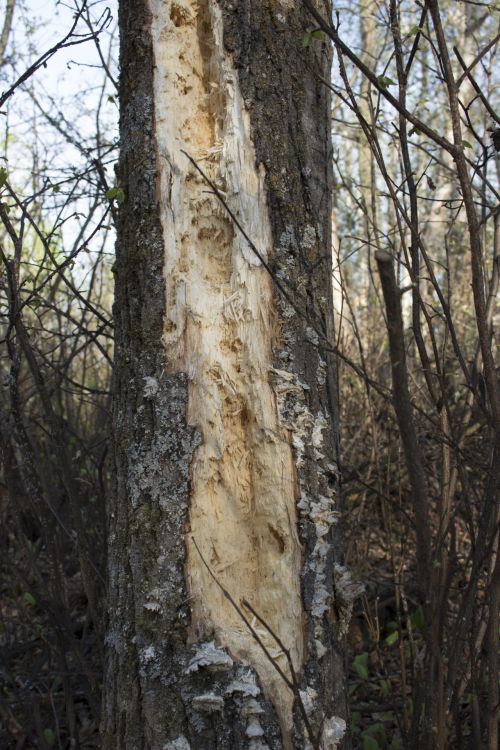 Damaged Tree