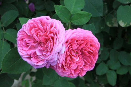 damascena damask flowers