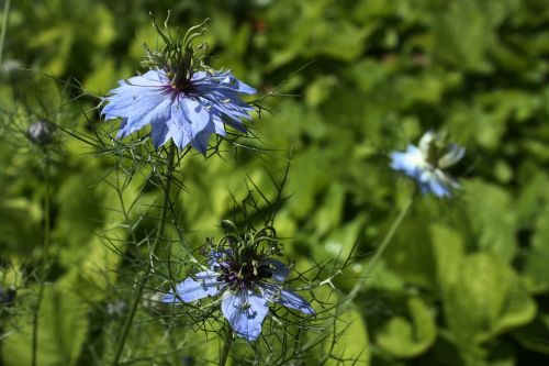 damascus nigella blue flower flower garden