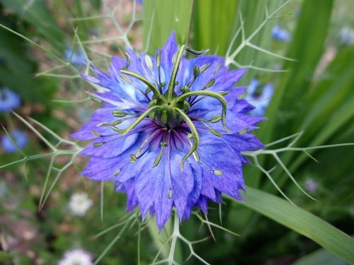 damascus nigella  flower  blue flower