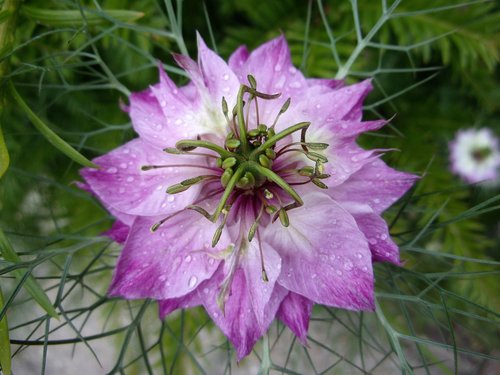 damascus nigella  flower  garden