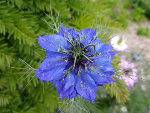 damascus nigella  flower  summer