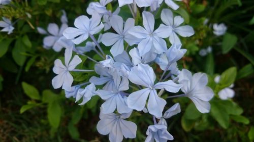 damascus syria flower beauty