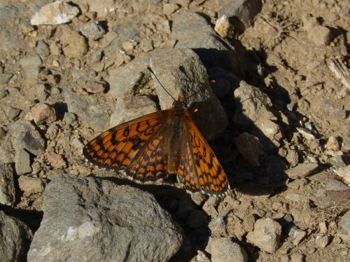 damero knapweed melita phoebe orange butterfly