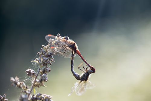 damesfly insect mating