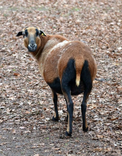 cameroon sheep animal pet