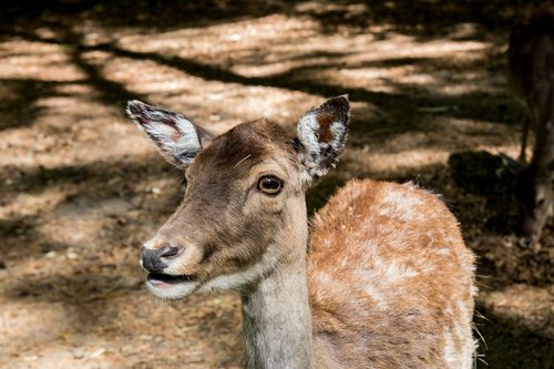 damm wild  red deer  mammal