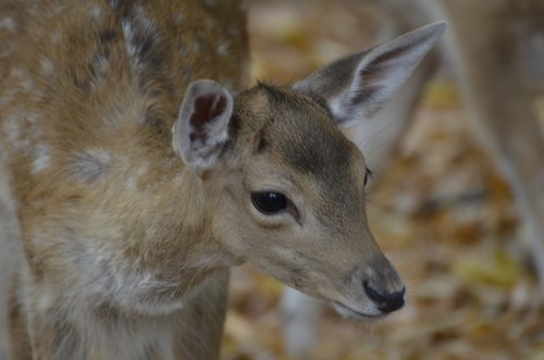 damm wild  roe deer  wild