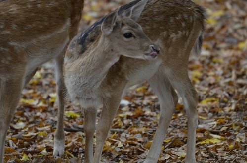 damm wild  roe deer  wild