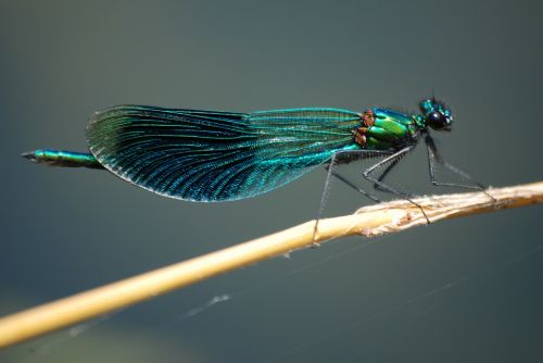 damsel fly banded demoiselle insect