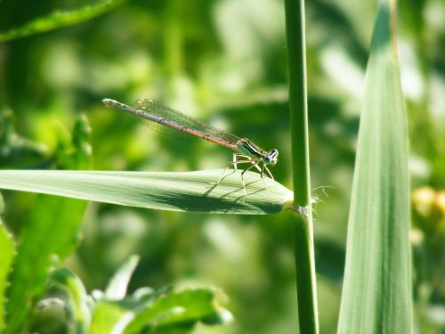 damsel fly green insect