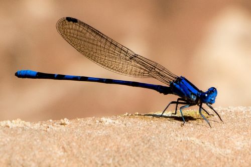 damselfly insect wings