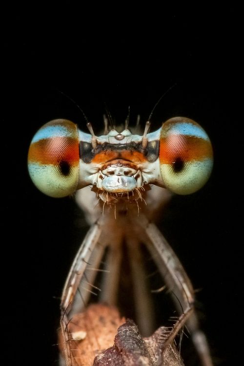 damselfly odonata insect