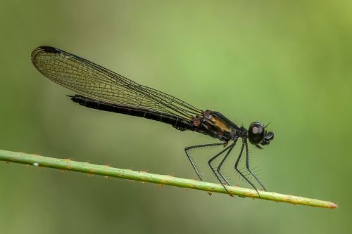 damselfly odonata dragonfly