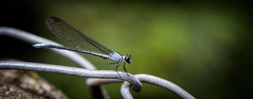 damselfly insect wings