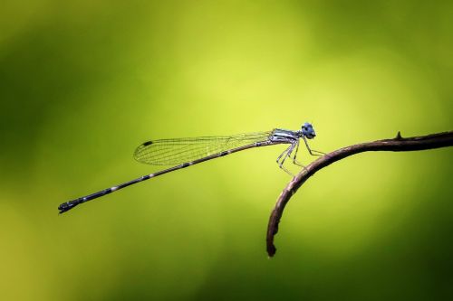 damselfly odonata insect