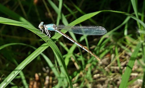 damselfly insect blue-fronted dancer