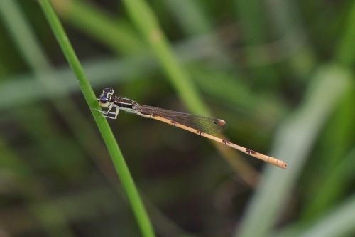 damselfly insect insectoid