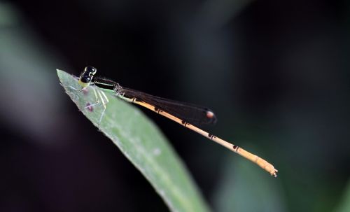 damselfly insect insectoid