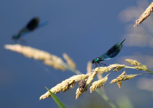 damselfly insect macro