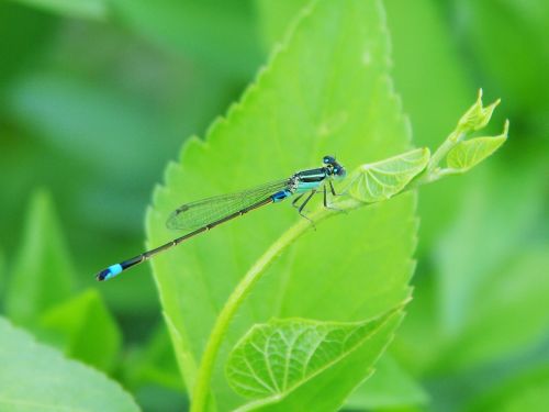 damselfly green leaves little dragonfly