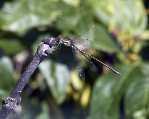 damselfly wings wildlife