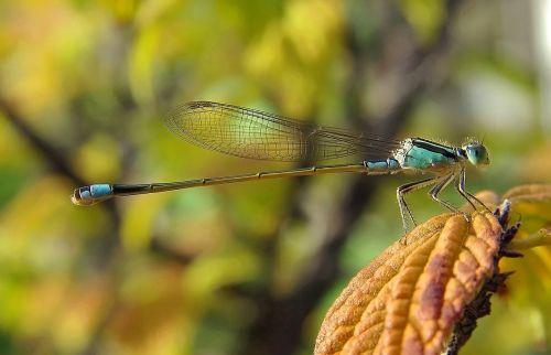 damselfly insect dragonfly