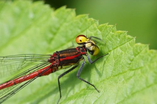 damselfly fly leaf