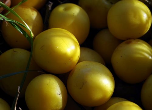 damson plum yellow