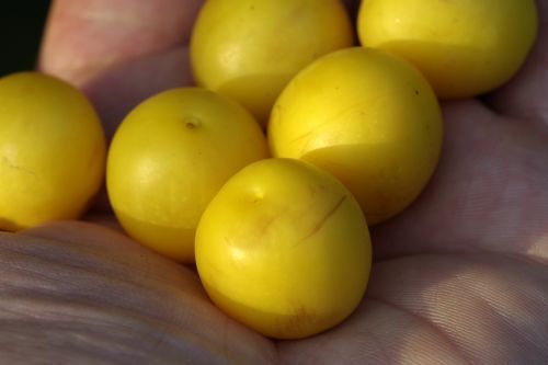 damson plum yellow