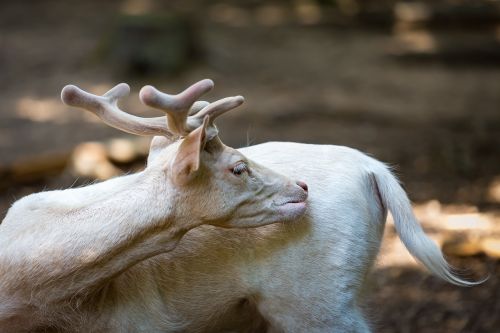 dámszarvas white mammal