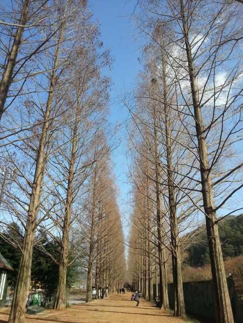 damyang winter sky meta sequoia